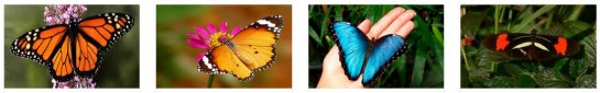 Franquicias Free Butterflies - Franquicias de Suelta de Mariposas.