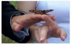 Franquicias Free Butterflies - Franquicias de Suelta de Mariposas.